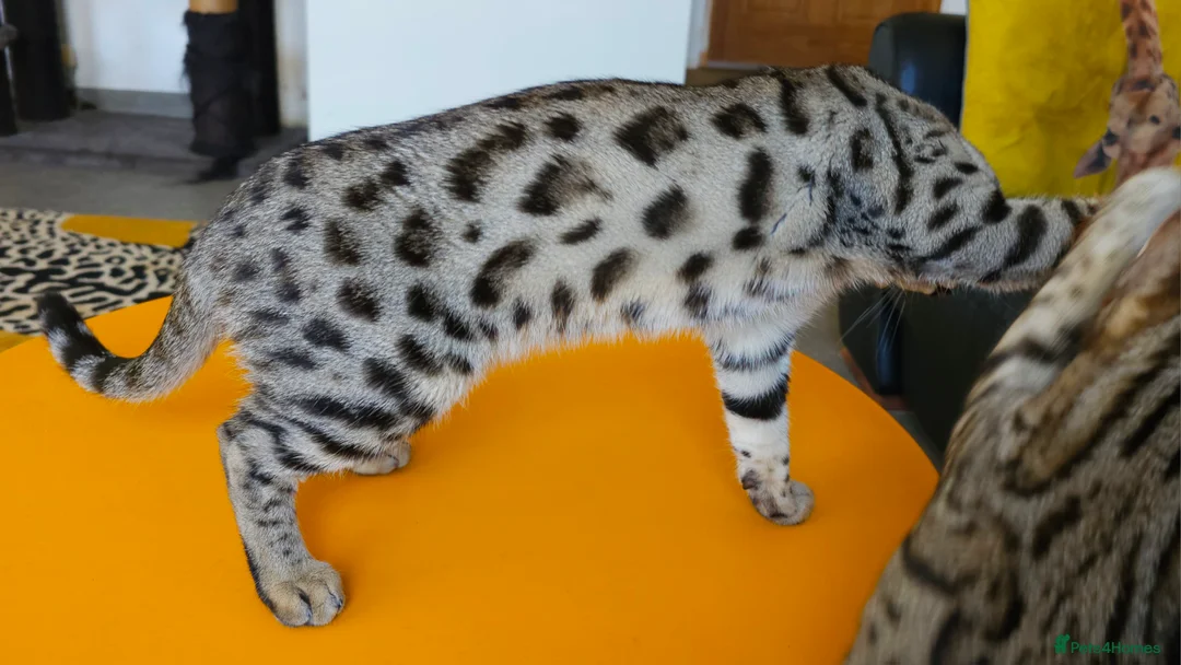 Bengal cats for sale: Gorgeous Brown Rosetted Boy Available  - Advert 17
