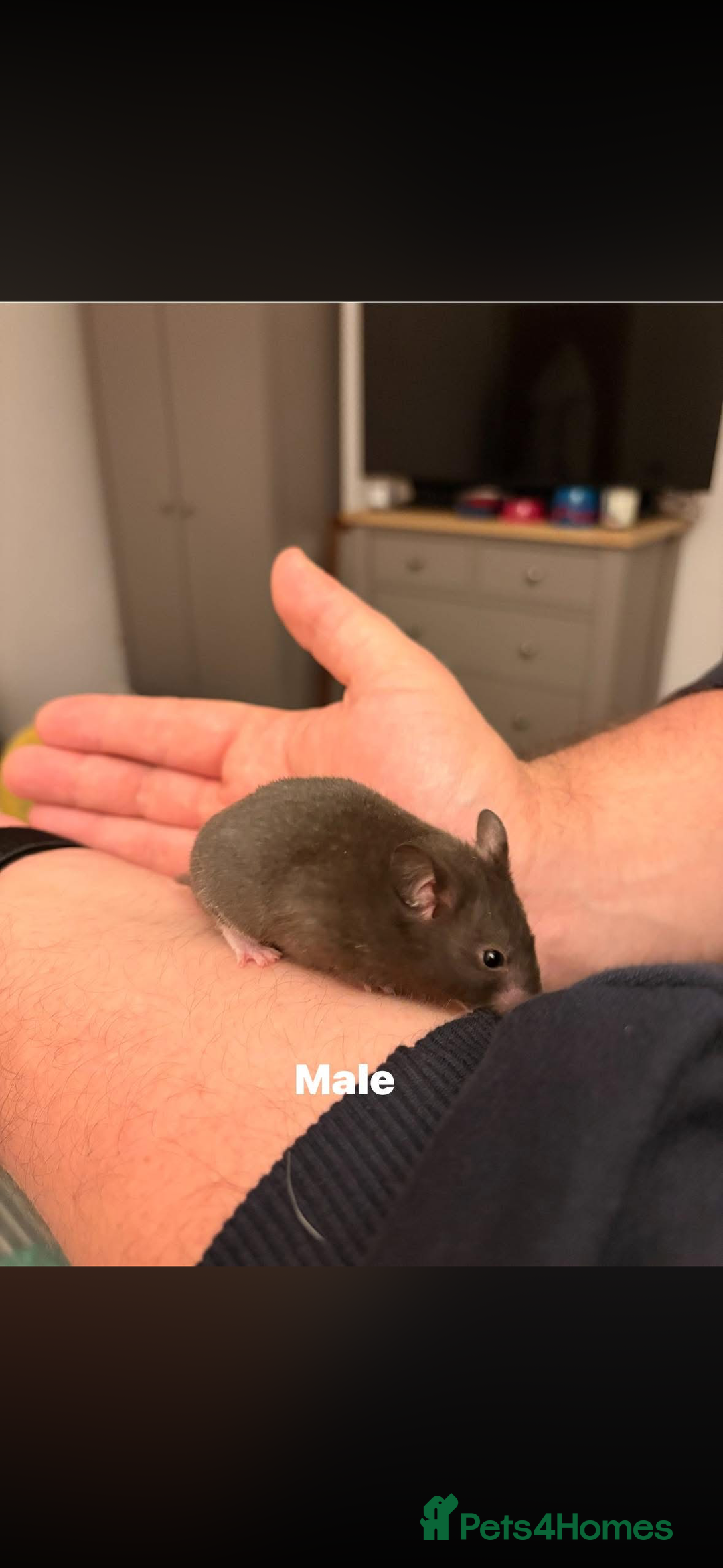 Hamster rodents for sale: Syrian Hamsters - Advert 3