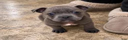 Staffordshire Bull Terrier dogs for sale: adorable staffy babies - Advert 6