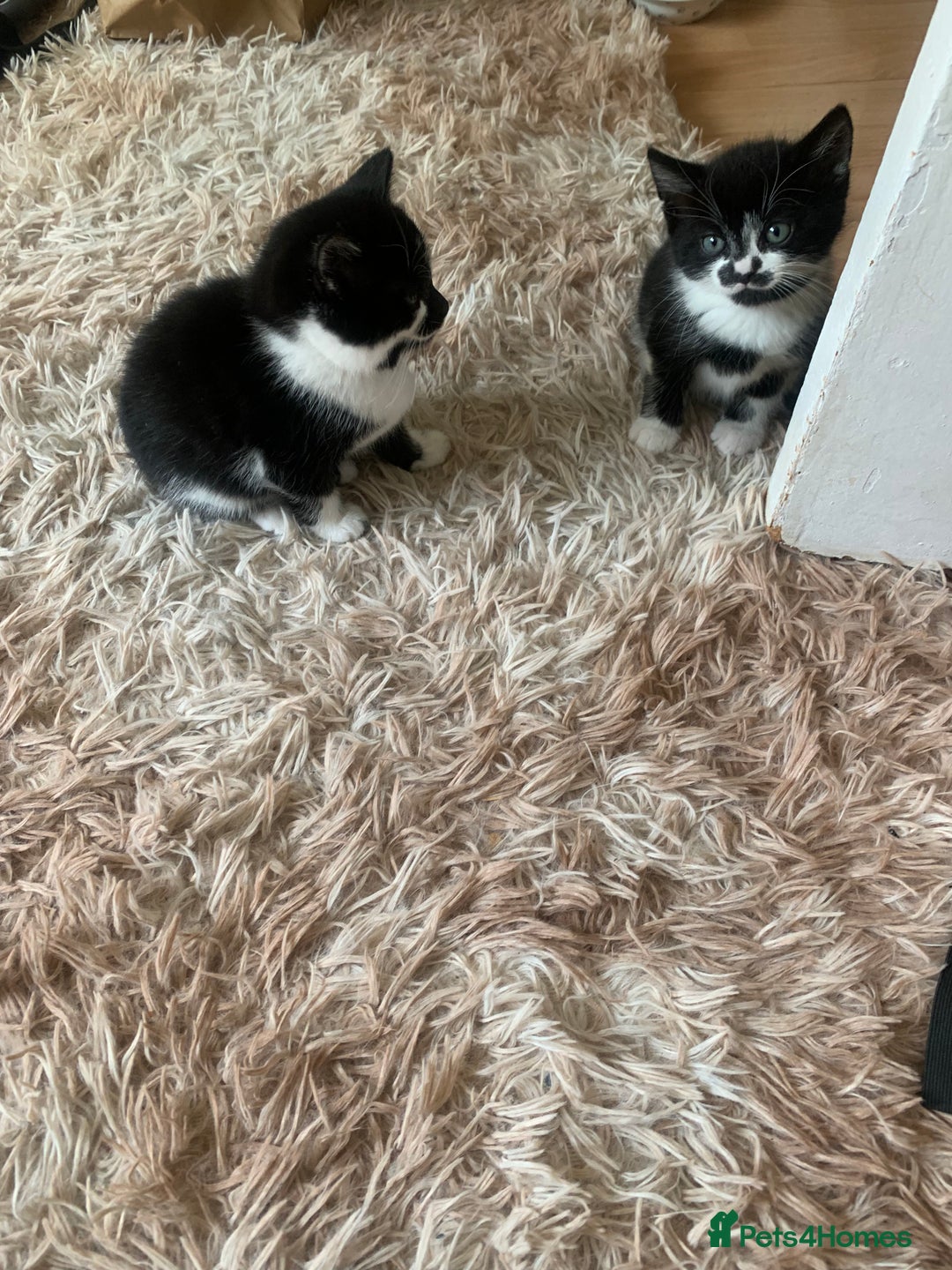 British Shorthair cats for sale: Black and white kittens ready for a new home - Image 10