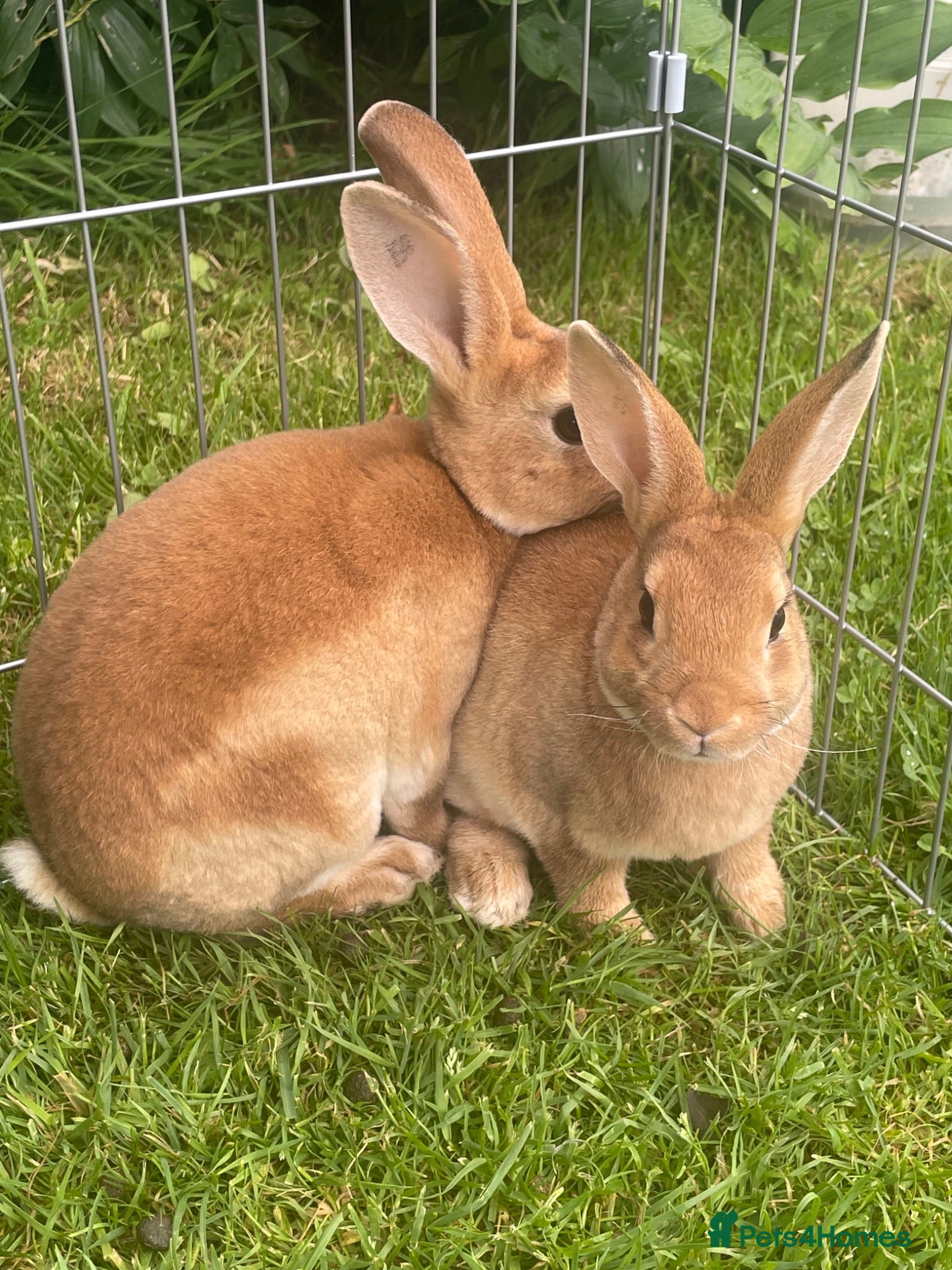 Rex rabbits 💖Pure bred mini Rex💖 - Advert 2