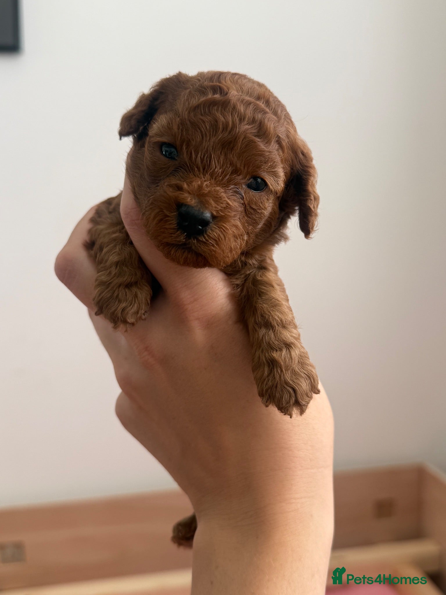 Toy Poodle dogs 🐩🤎Exceptional Deep Red Toy Poodle Puppies 🤎🐩  - Advert 10