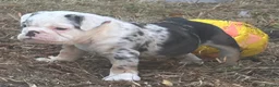 English Bulldog dogs for sale: HEALTH TESTED NEBBR REG OLDE ENGLISH BULLDOG PUPS - Advert 5
