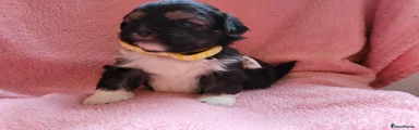 Lhasa Apso - Yellow Collar
