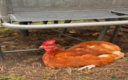 Chickens poultry for sale: x 8 Egg laying chickens  - Image 11