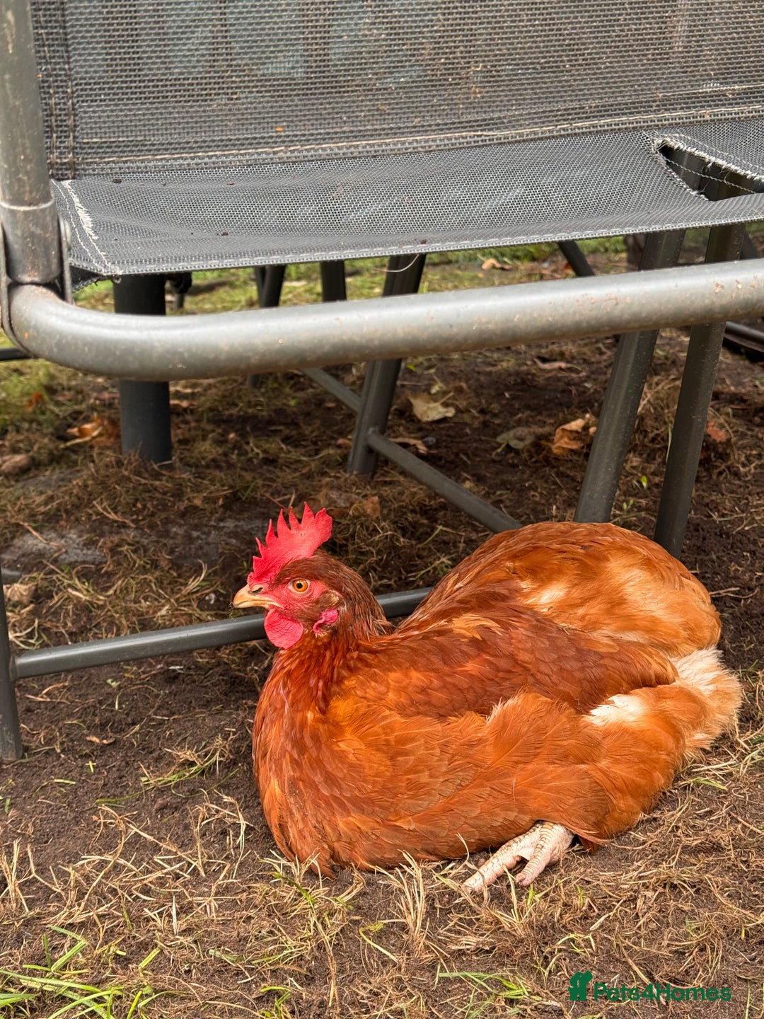 Chickens poultry for sale: x 8 Egg laying chickens  - Image 11