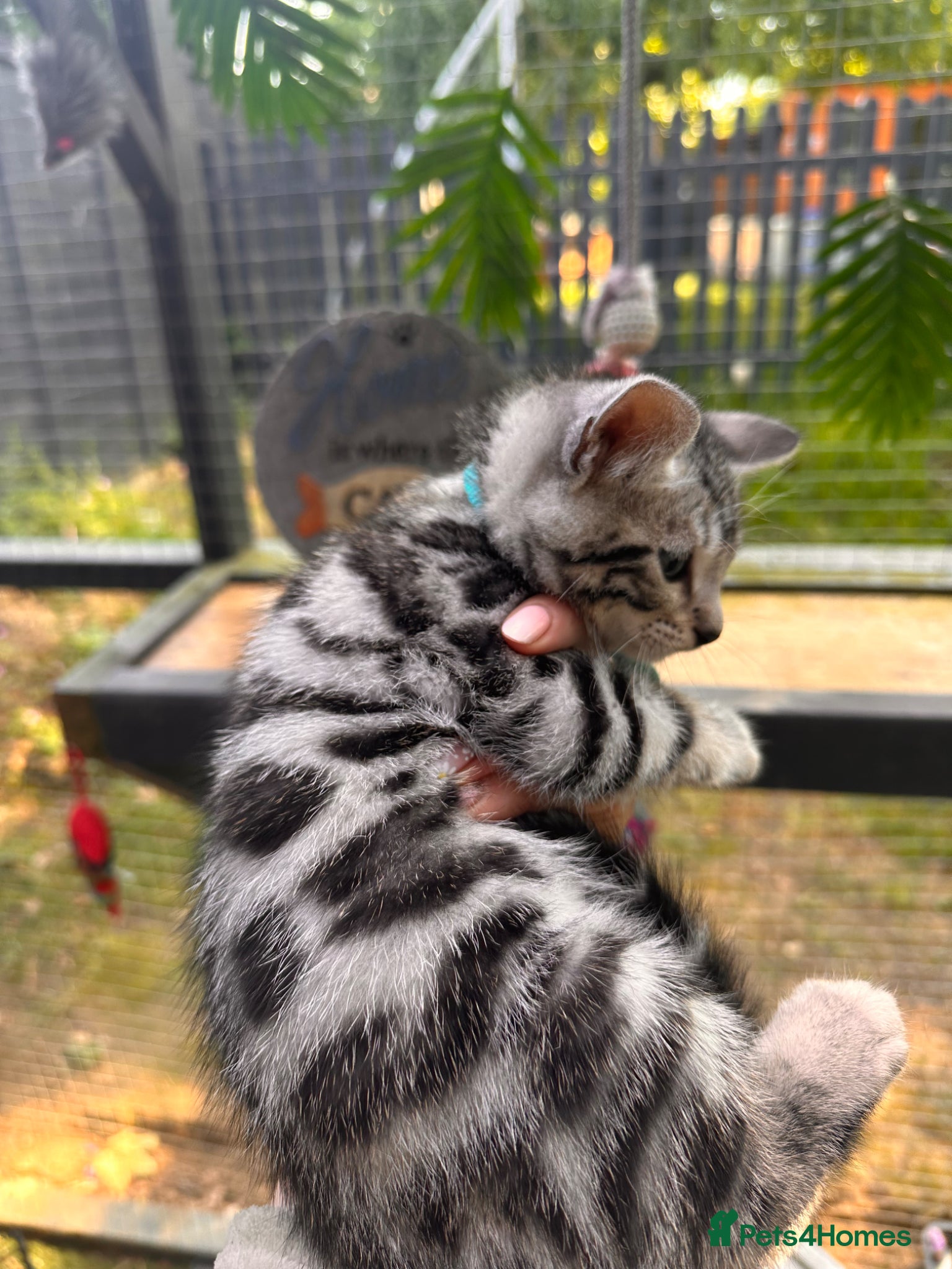 Bengal cats ✨beautiful Bengal kittens✨ ready to go 🏡 - Advert 5