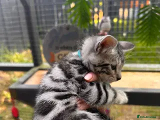 Bengal cats ✨beautiful Bengal kittens✨ ready to go 🏡 - Advert 3