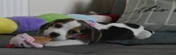 Beagle dogs for sale: Beautiful beagle puppies  - Advert 3
