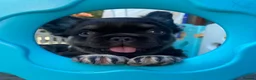 French Bulldog dogs for sale: French Bulldog puppies - Advert 16