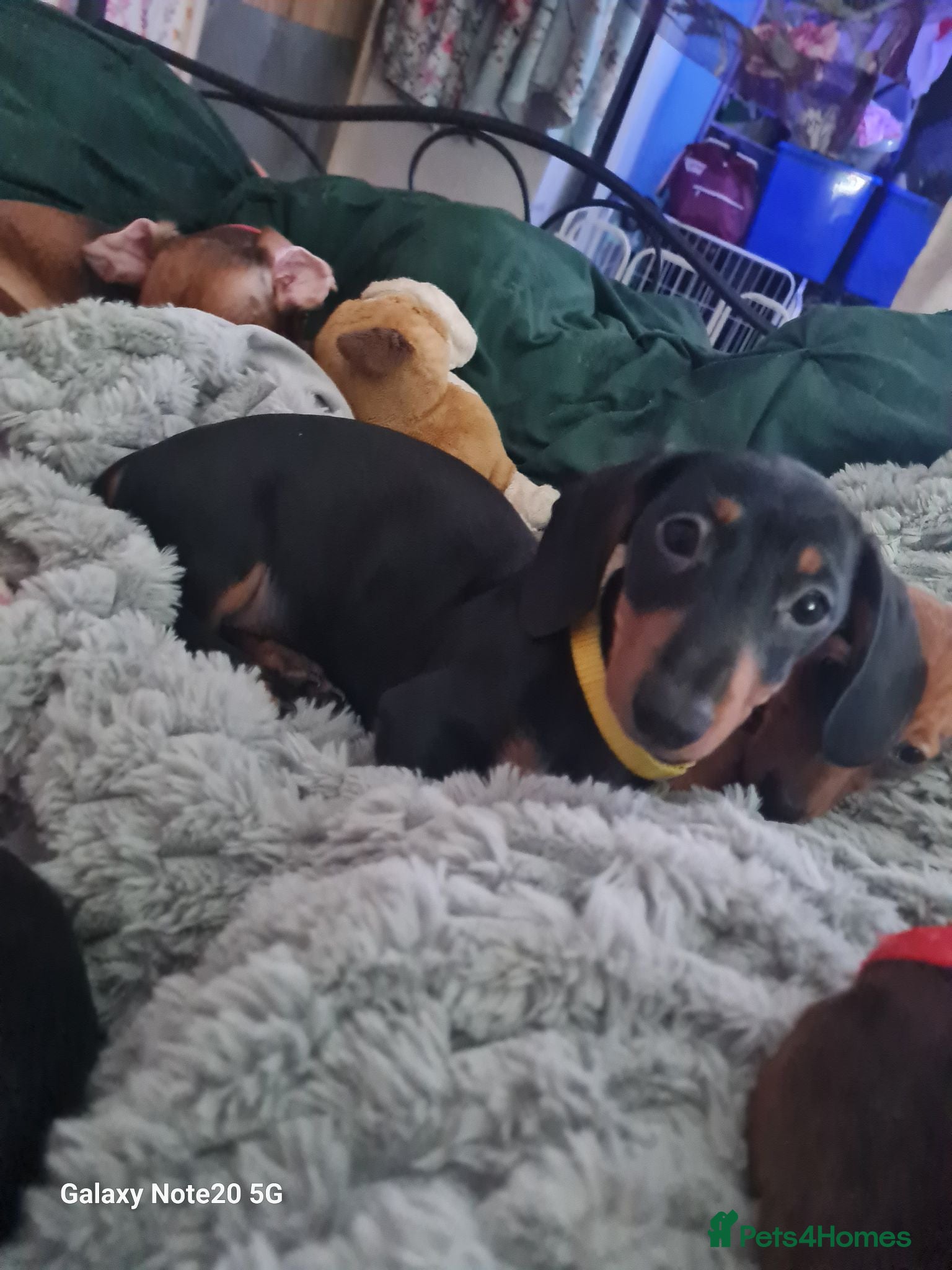 Dachshund dogs Beautiful shaded red minature puppies reduced  - Advert 15