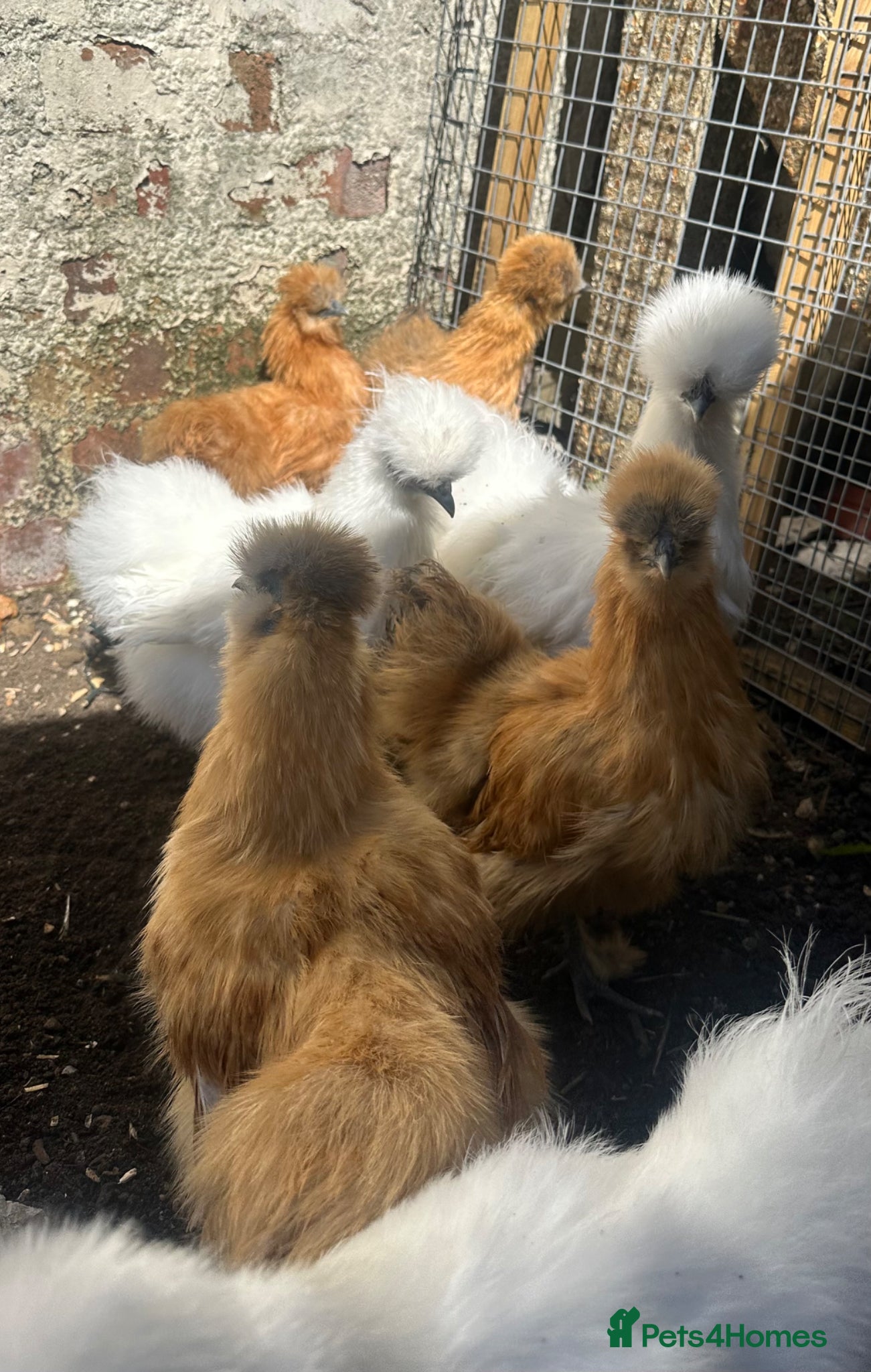 Chickens poultry Chickens and chicks read description - Advert 2