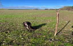 Cocker Spaniel dogs for stud: Liver Cocker Spaniel at Stud - Image 3