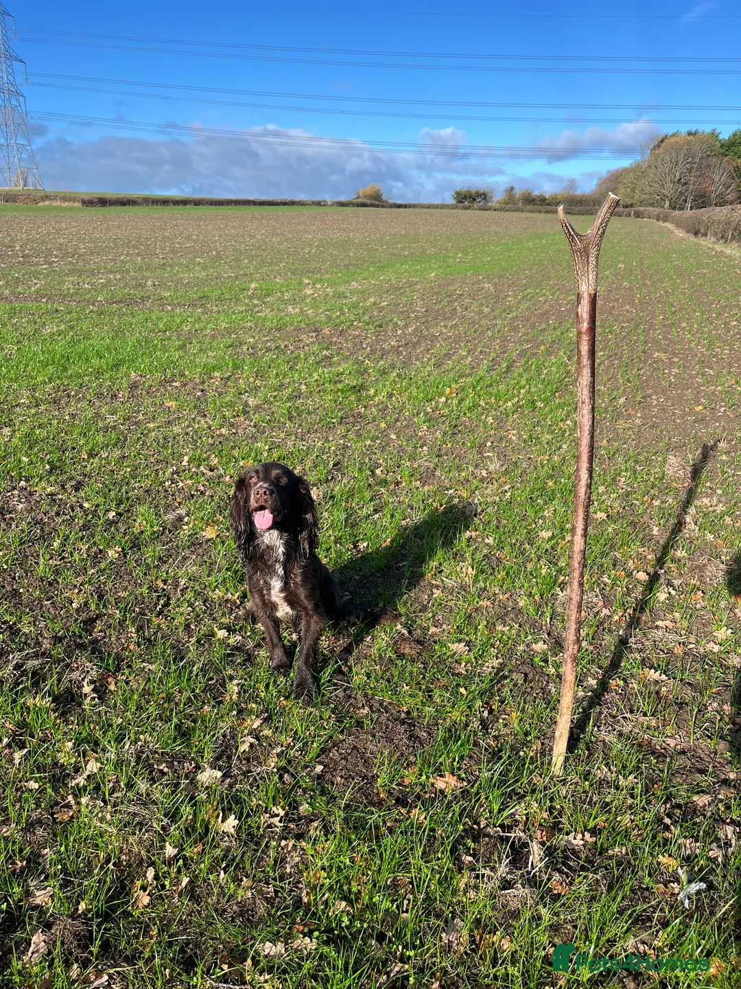 Cocker Spaniel dogs for stud: Liver Cocker Spaniel at Stud - Advert 5