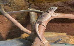 Bearded Dragon reptiles for sale: 1 year old female bearded dragon - Image 6