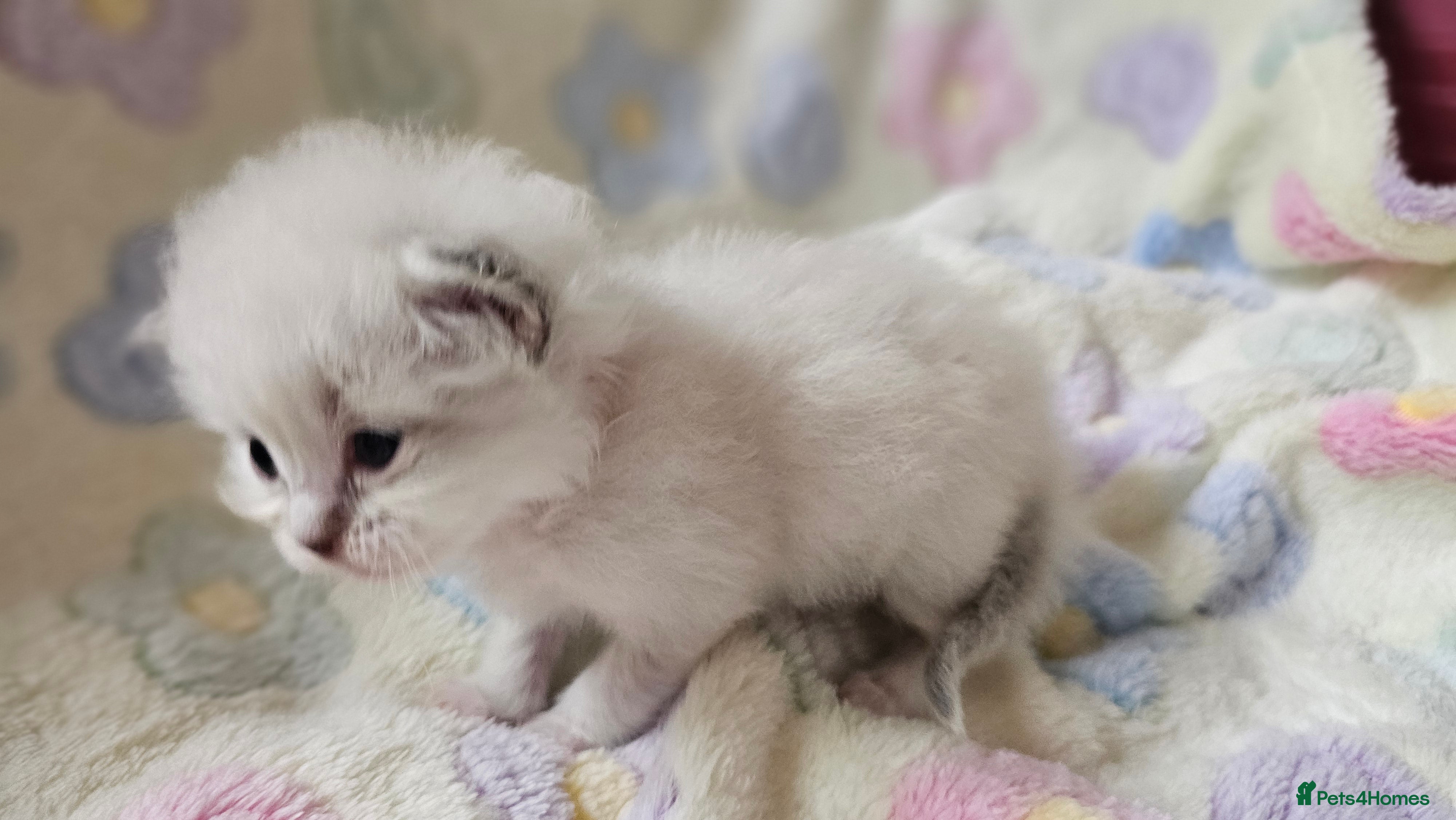 Ragdoll cats for sale: 🏆 GCCF Ragdolls – Championship Bloodlines - Advert 2