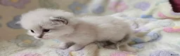 Ragdoll cats for sale: 🏆 GCCF Ragdolls – Championship Bloodlines - Advert 2