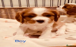 Cavalier King Charles Spaniel dogs for sale: Cavalier puppies (mam is a therapy dog) - Image 1