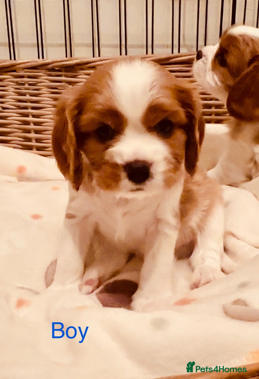 Cavalier King Charles Spaniel dogs for sale: Cavalier puppies (mam is a therapy dog) - Image 1
