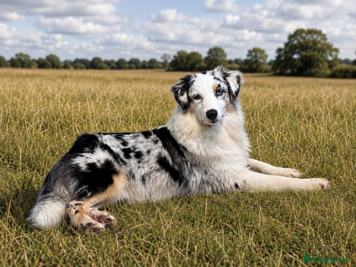 Australian Shepherd dogs Blue Merle Aussie girl.  - Advert 1