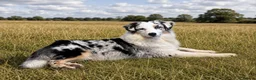 Australian Shepherd dogs for sale: Blue Merle Aussie girl.  in Market Harborough - Advert 1