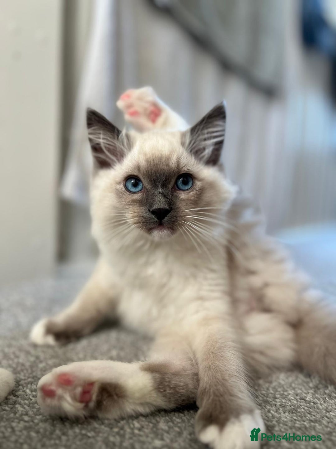 Ragdoll cats for sale: Beautiful Ragdoll Kittens - Read for Loving homes - Image 5