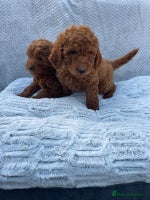 Cavapoo dogs - Advert 4