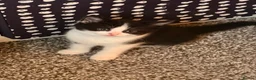 Mixed Breed cats for sale: 2 stunning black and white Kittens left - Advert 3