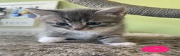 Mixed Breed cats for sale: Half ragdoll kittens - Advert 2
