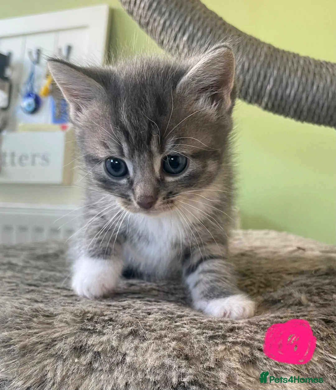 Mixed Breed cats for sale: Half ragdoll kittens - Advert 2