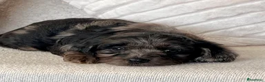 Cockapoo 2