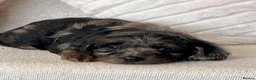 Cockapoo dogs for sale: Beautiful Cockapoo puppies  - Advert 30