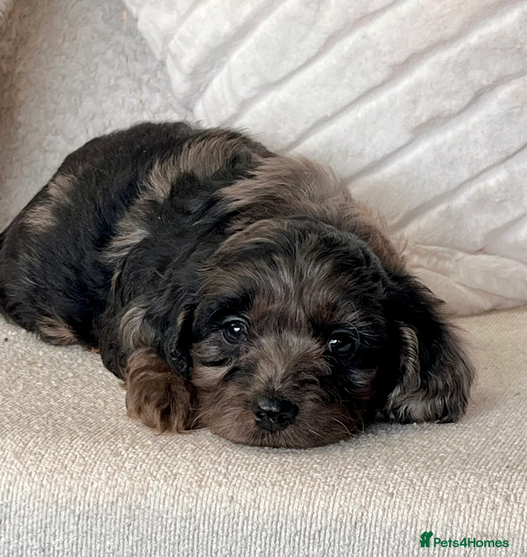 Cockapoo dogs for sale: Beautiful Cockapoo puppies  - Advert 30