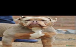 Olde English Bulldogge dogs for sale: Old English Bulldog Puppies - Image 35
