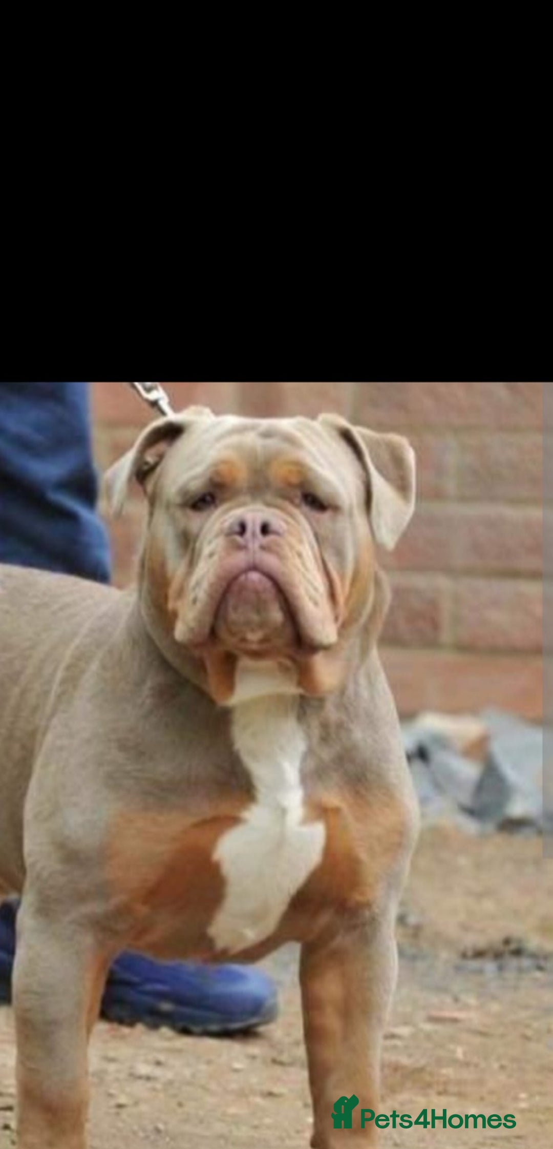 Olde English Bulldogge dogs for sale: Old English Bulldog Puppies - Image 35