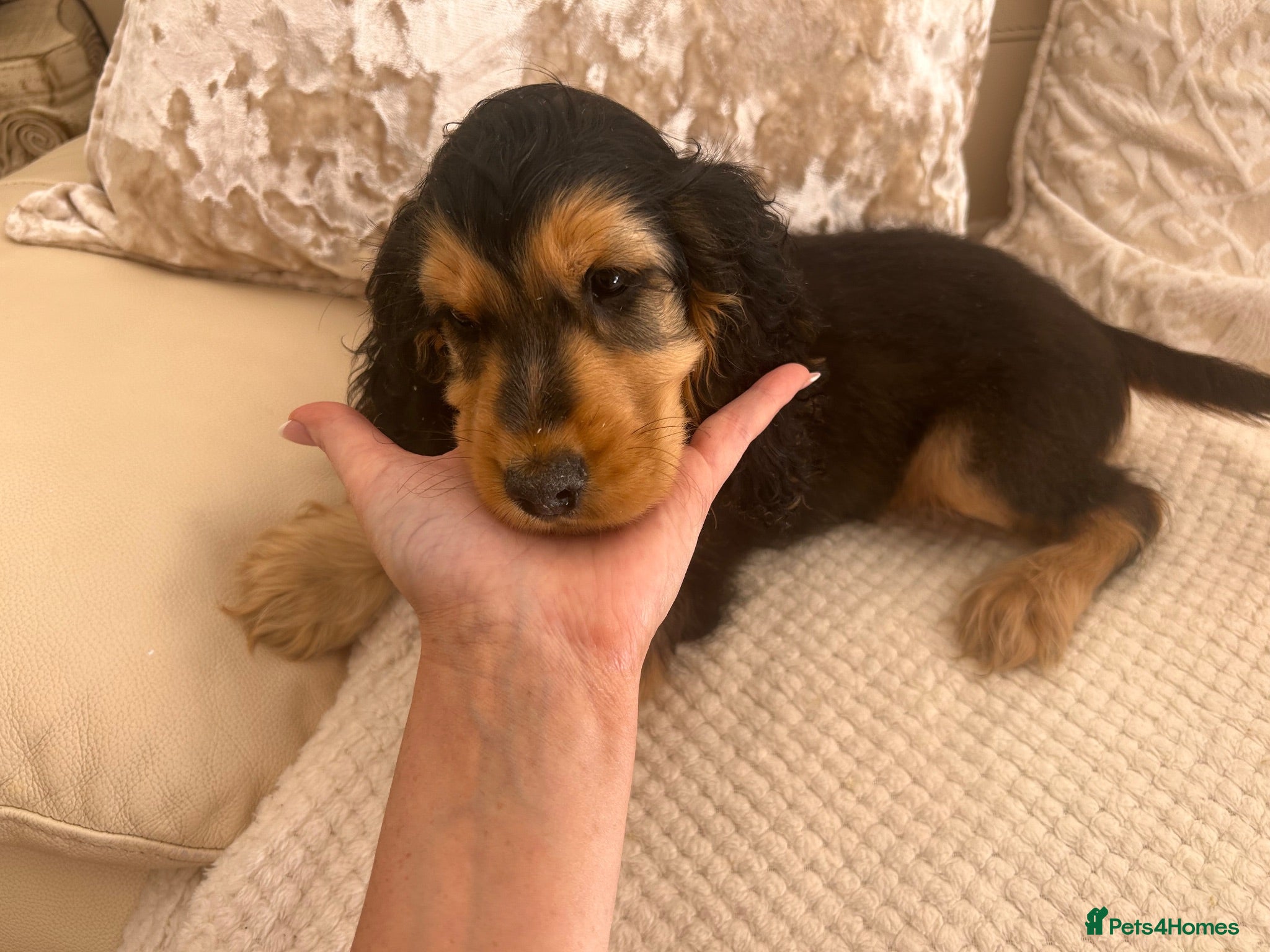Cocker Spaniel dogs KC Registered Show Type Cocker Spaniel Puppies - Advert 6