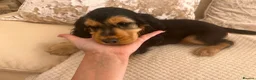 Cocker Spaniel dogs for sale: KC Registered Show Type Cocker Spaniel Puppies - Advert 3