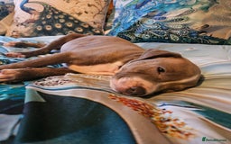 Staffordshire Bull Terrier dogs for sale: RARE CLASSIC MARKINGS - Image 2