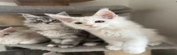 Maine Coon cats for sale: Stunning litter of Maine coon babies!  - Advert 12
