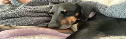 Mixed Breed dogs for adoption: Loving Millie ❤️  in Carlisle - Advert 10