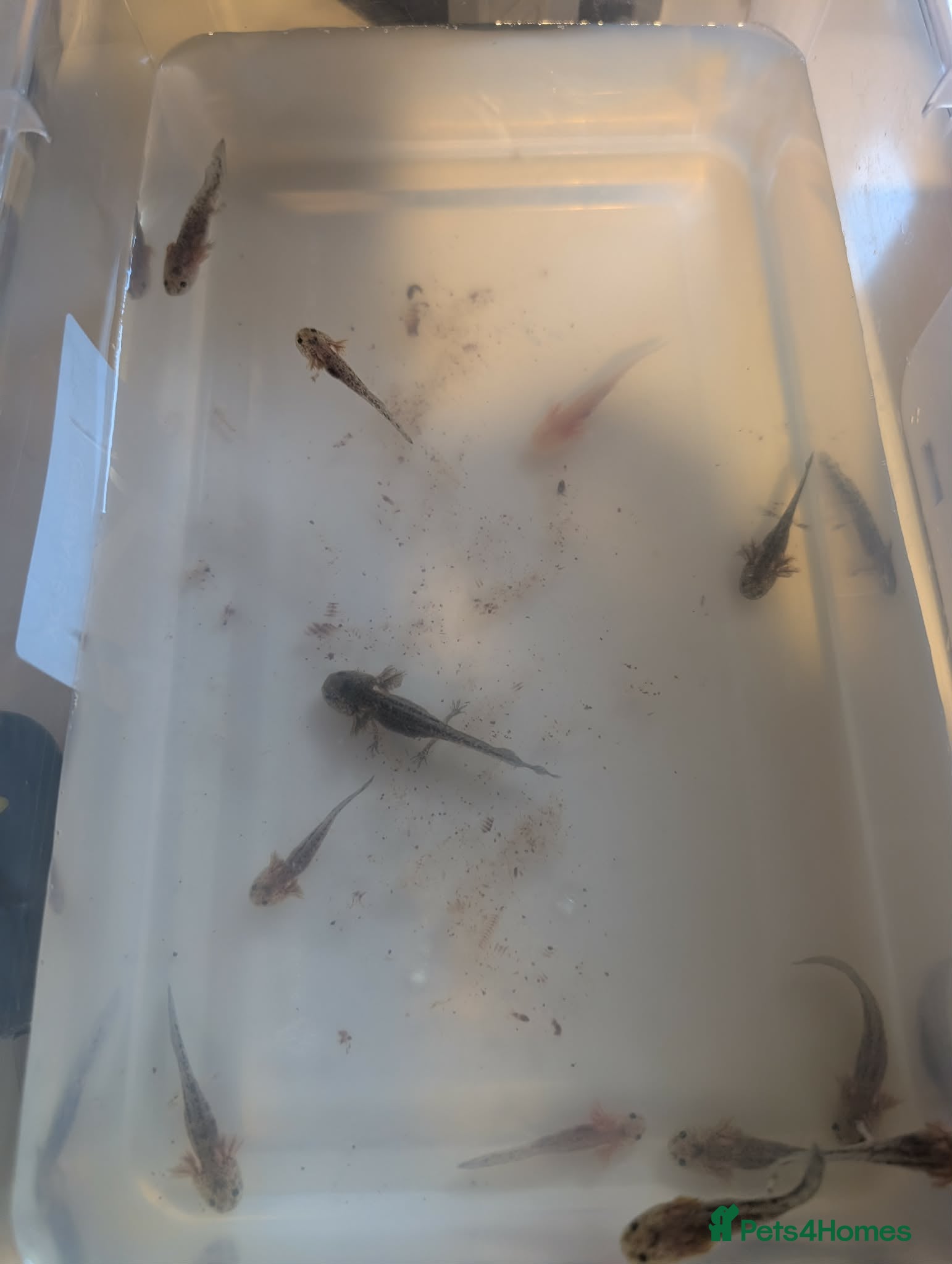 Other/Mixed Breed fish Baby axolotls - Advert 2