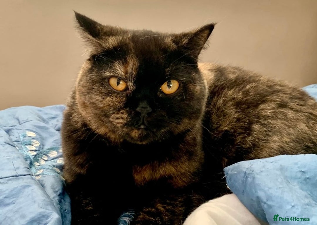 British Shorthair cats for sale: 🐾❤️Beautiful Black Tortie Girl❤️🐾 - Advert 3