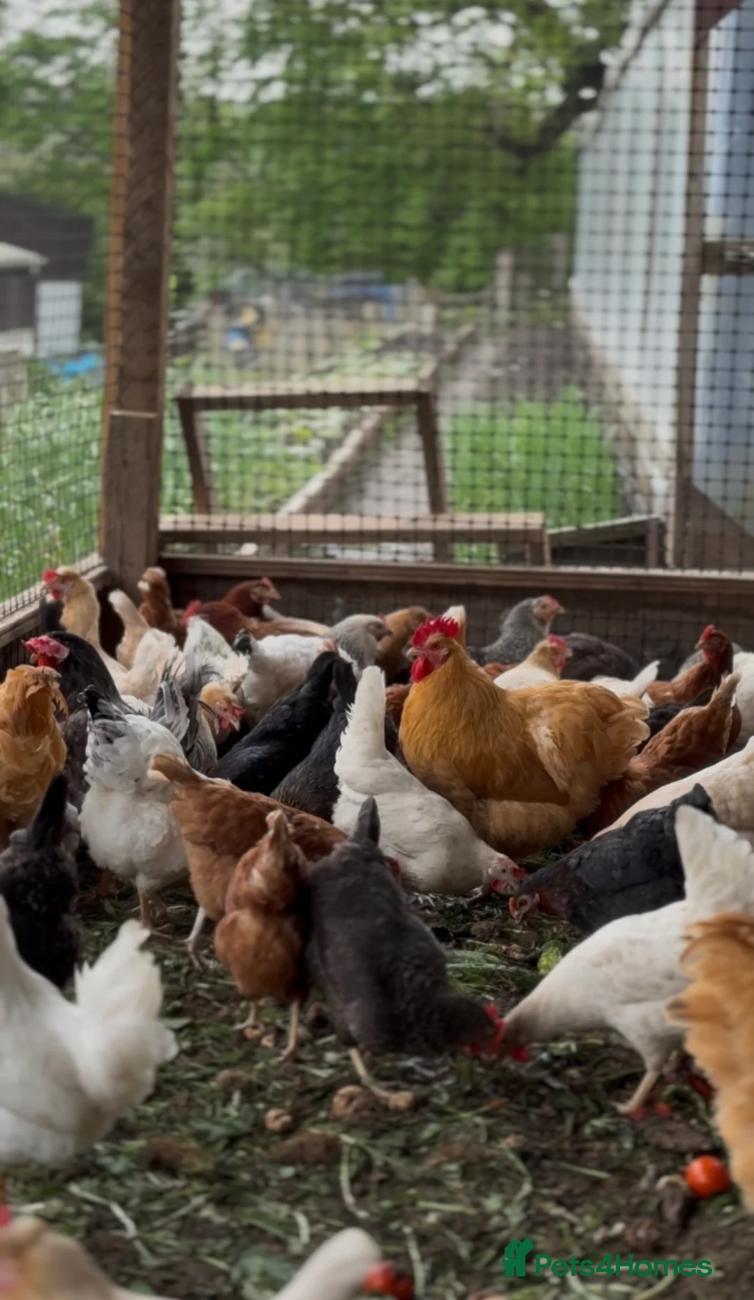 Mixed Breed poultry for sale: 40x 1 Day old Chicks in Leeds - Advert 8