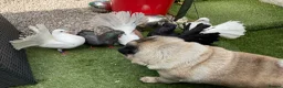 Pigeons birds for sale: Garden fantails  in Runcorn - Advert 2