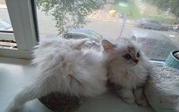 Persian cats for sale: Persian chinchilla doll face - Image 3