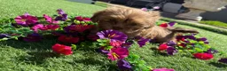 Shih Tzu dogs for sale: 2 beautiful shih poo puppies - Advert 9