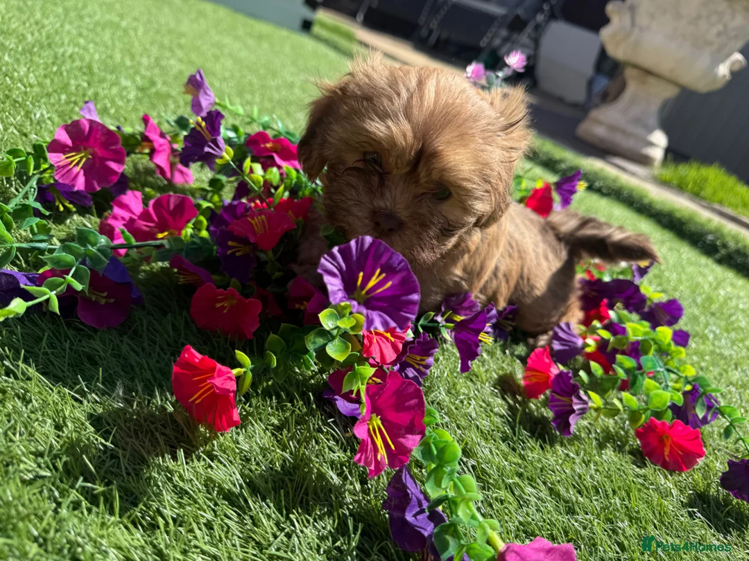 Shih Tzu dogs for sale: 2 beautiful shih poo puppies - Advert 9