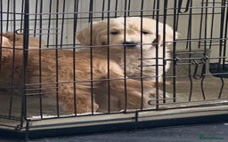 Goldendoodle dogs for sale: Adorable golden doodles - Image 9