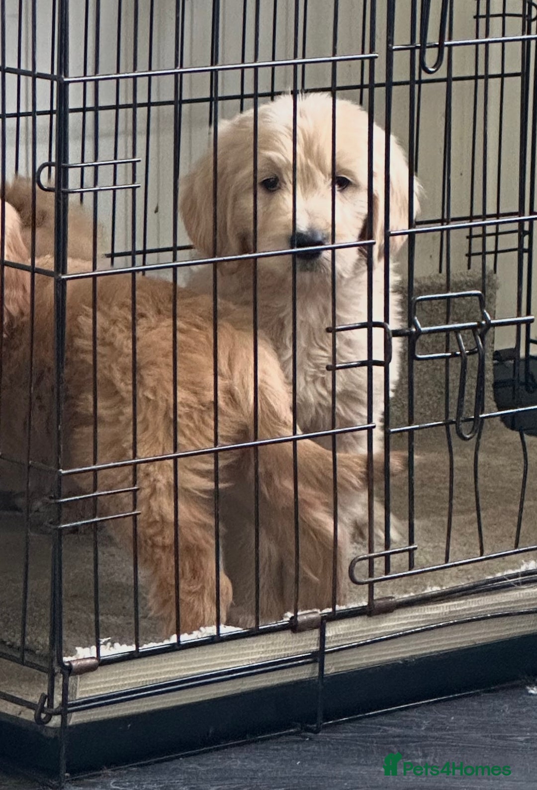 Goldendoodle dogs for sale: Adorable golden doodles - Image 9