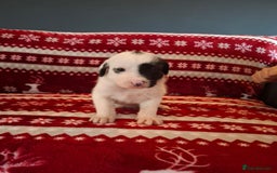 Mixed Breed dogs for sale: Lurcher x standard poodle  - Advert 9